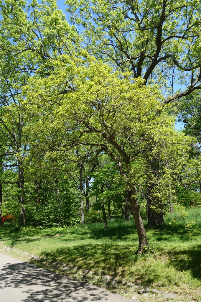 Form- Arnold Arboretum