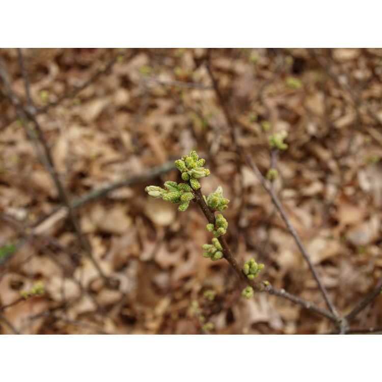 Stem and buds
