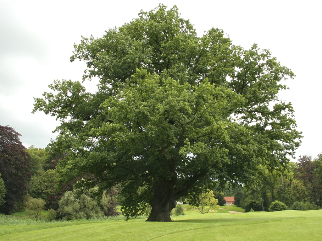 Form