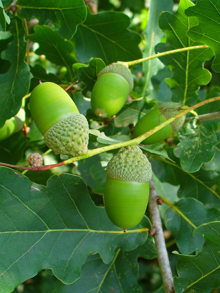 Acorn