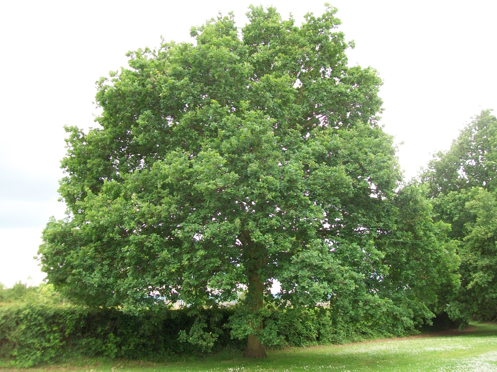 Form