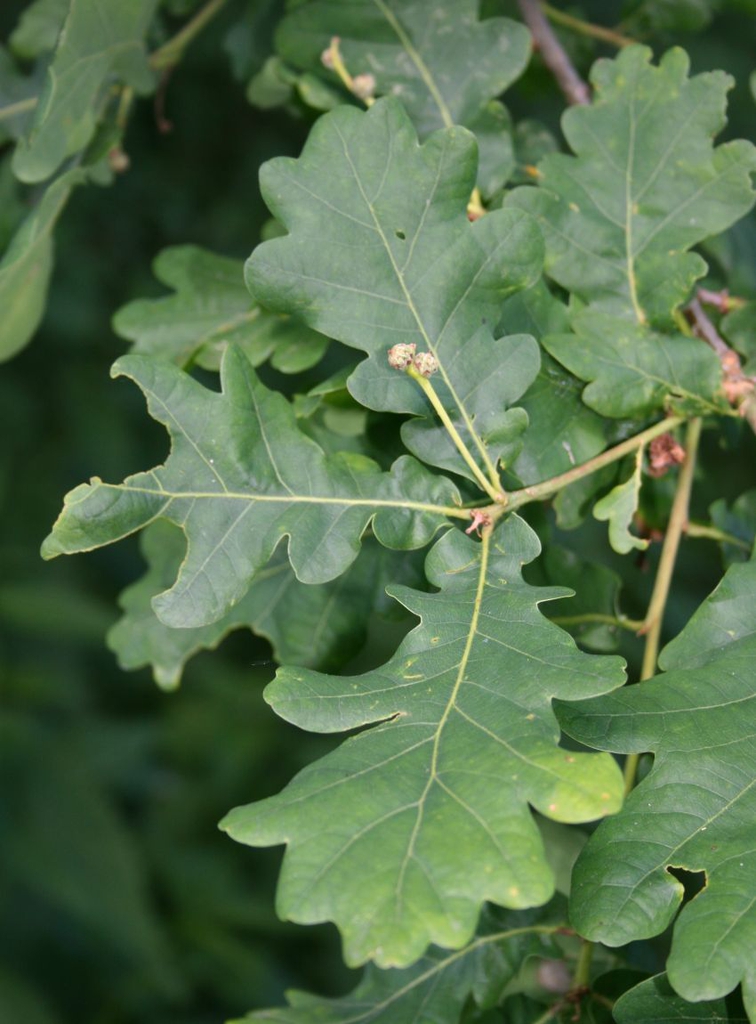 Leaves