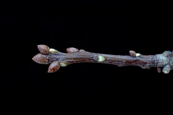 Quercus rubra