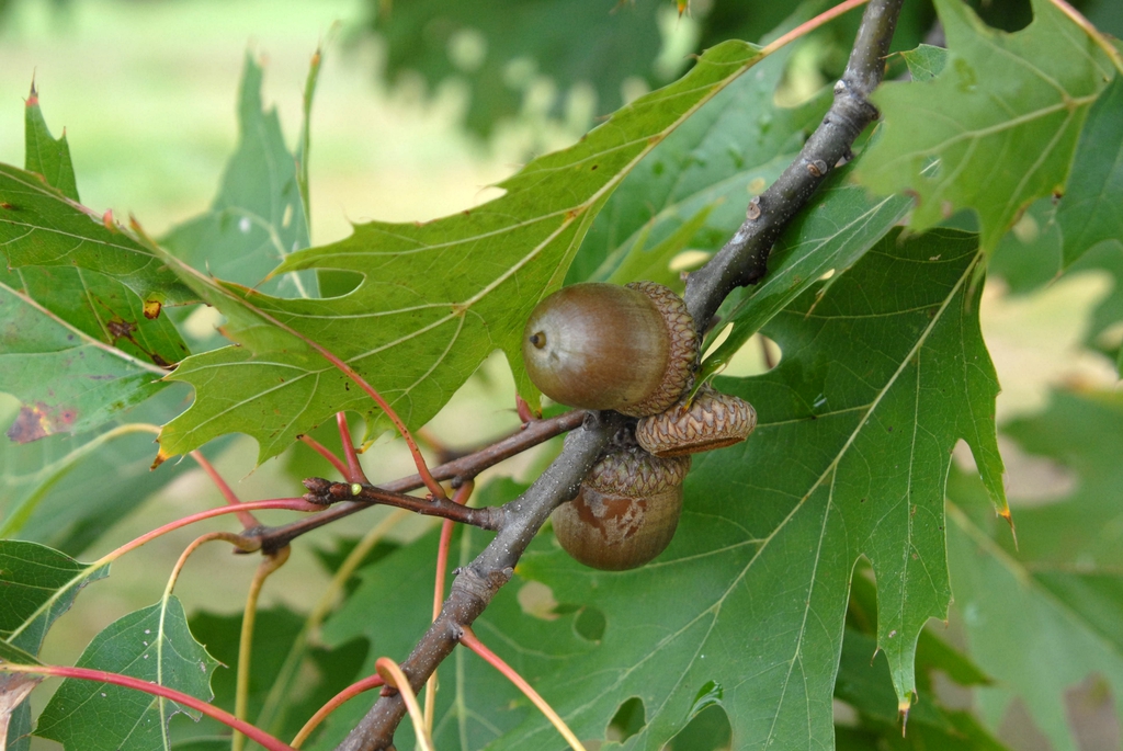 Fruit