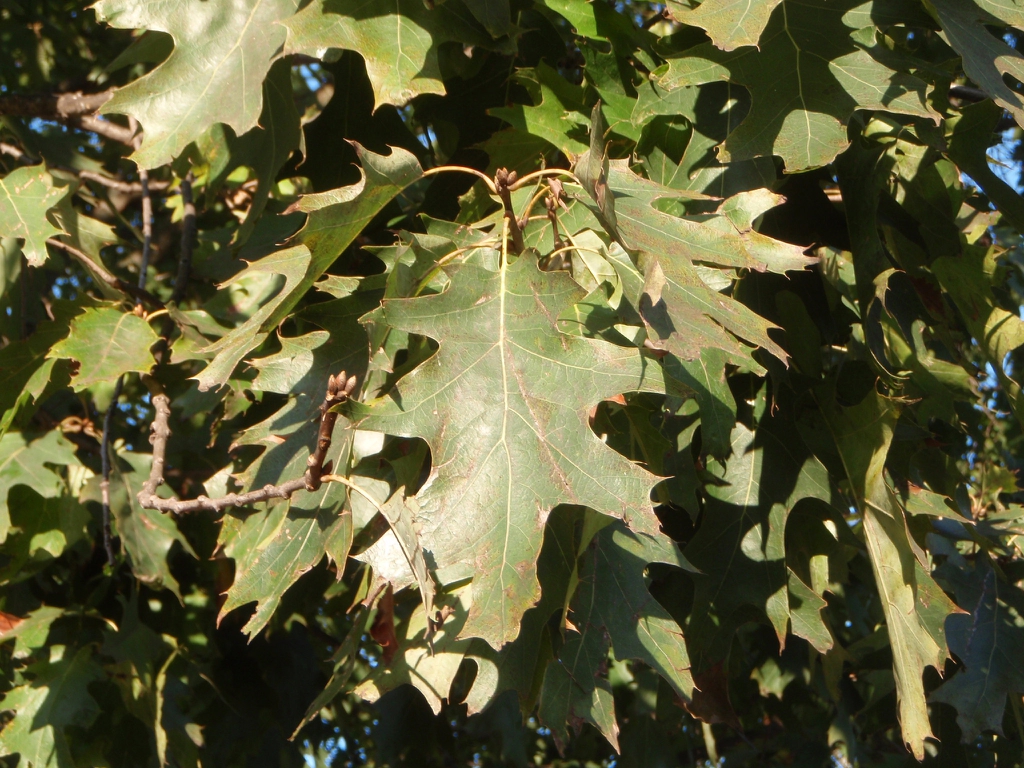 Leaves under Sun