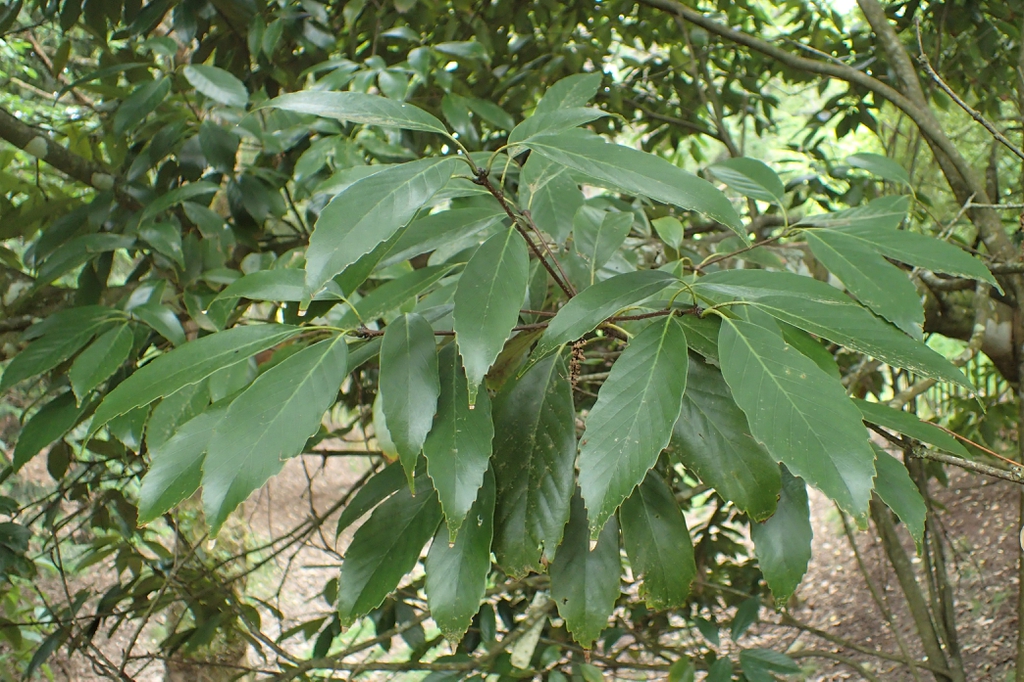 Leaves with serrated margins