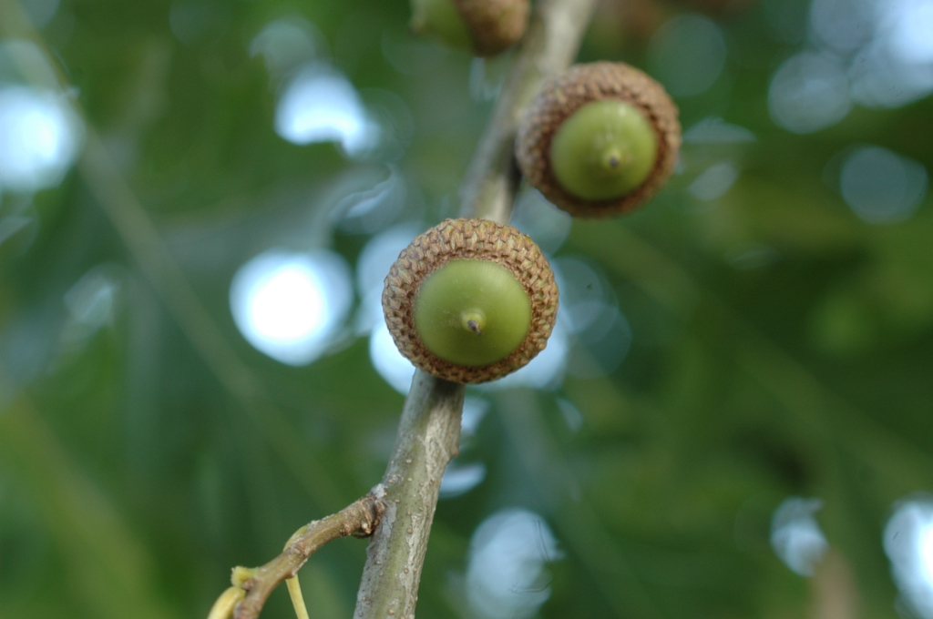 Acorns