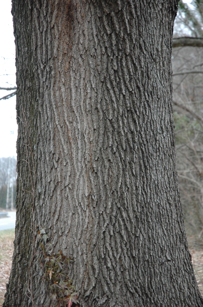 Bark