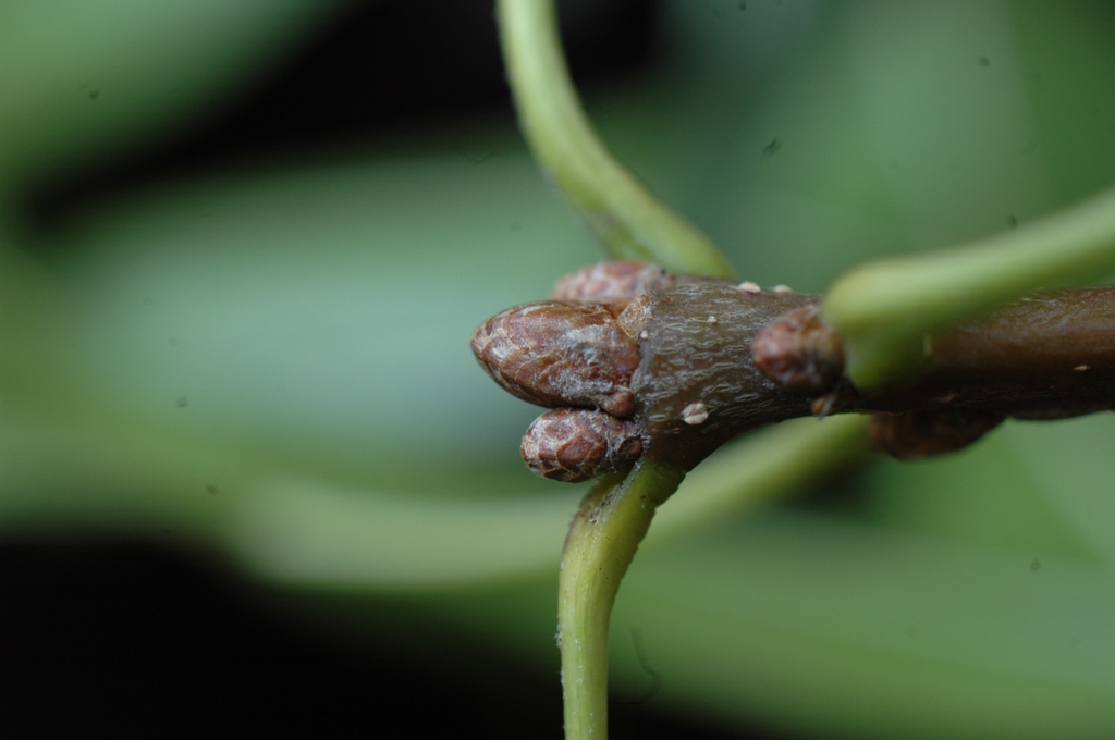 End buds