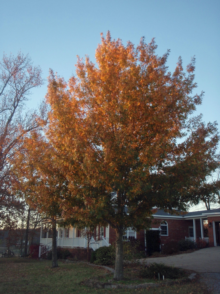 Fall Color Form