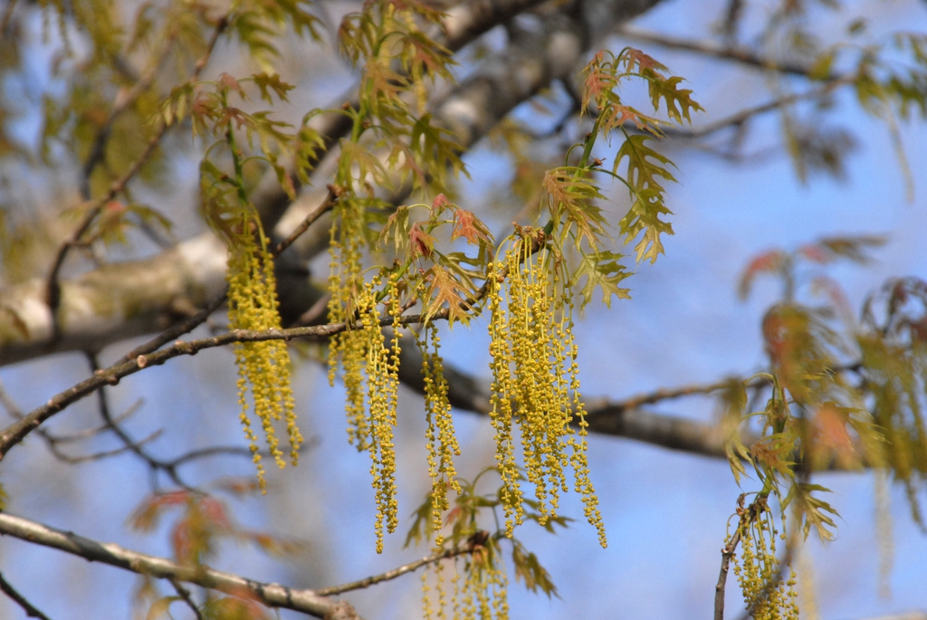 Quercus shumardii