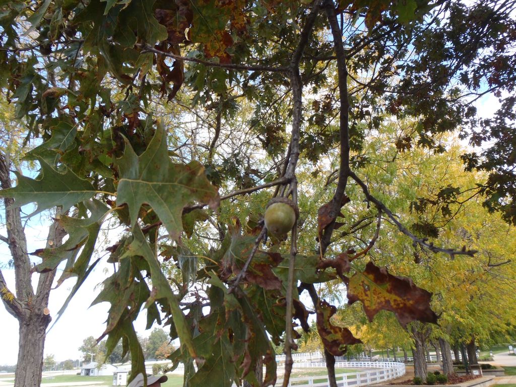 Fruit and Leaf