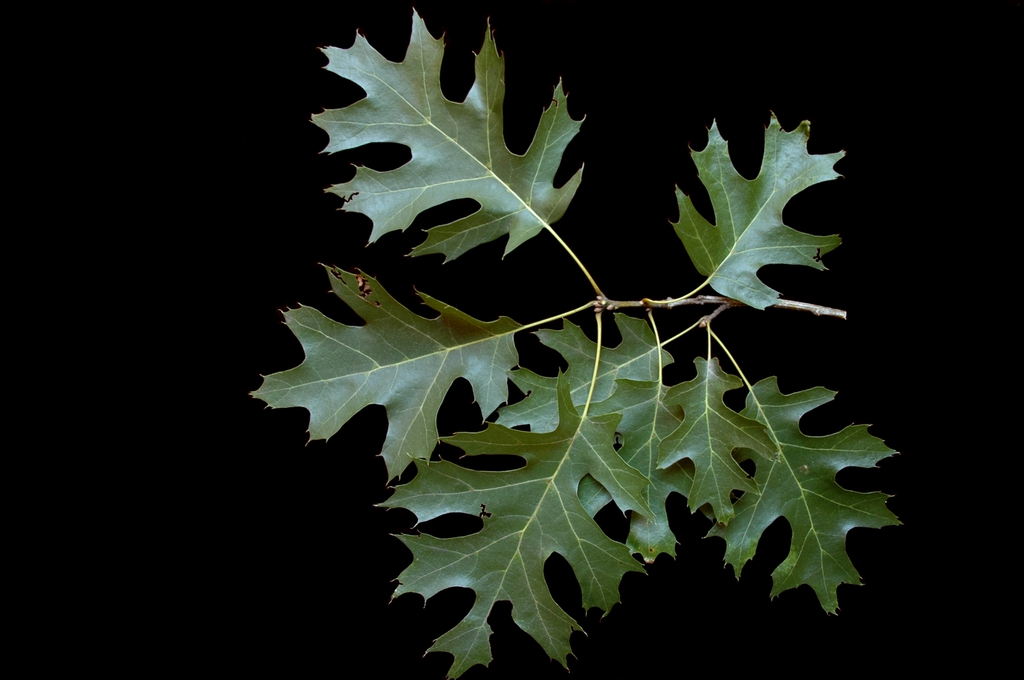 Leaves