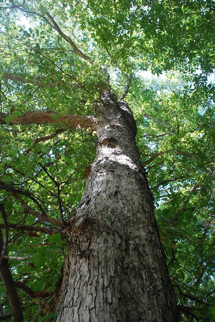 Looking up through the tree (Pickens County, AL)-Mid Fall