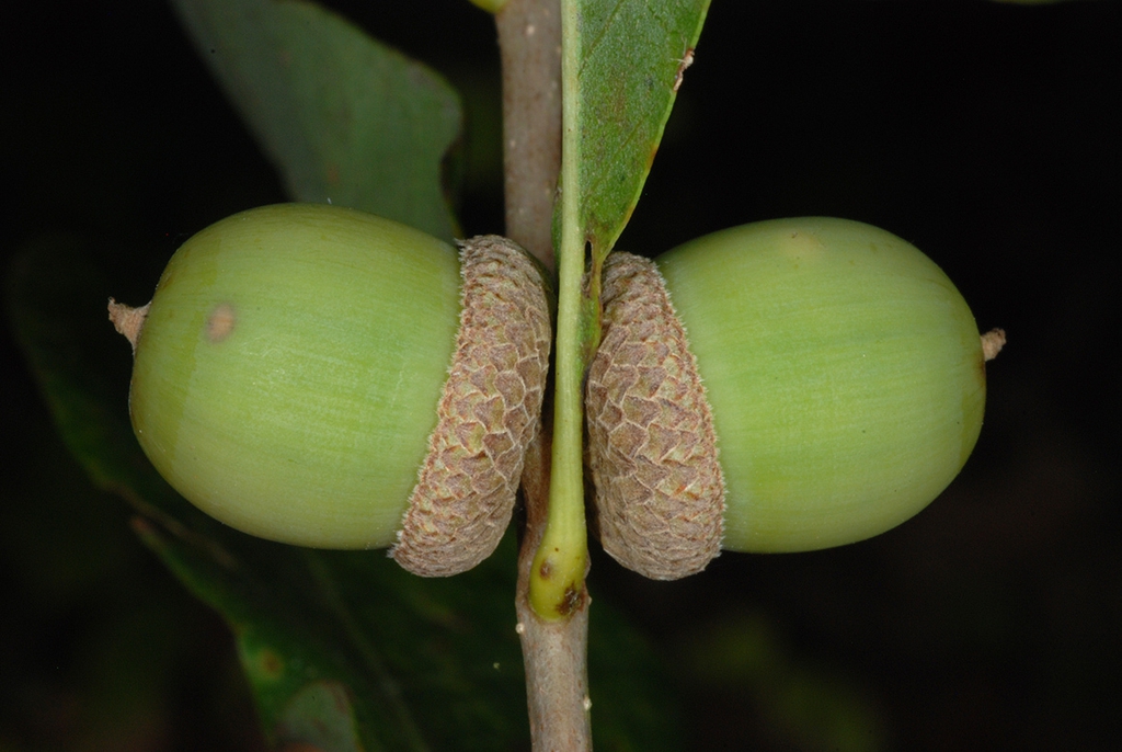 side view of acorns (Pickens County, AL)-Mid Fall