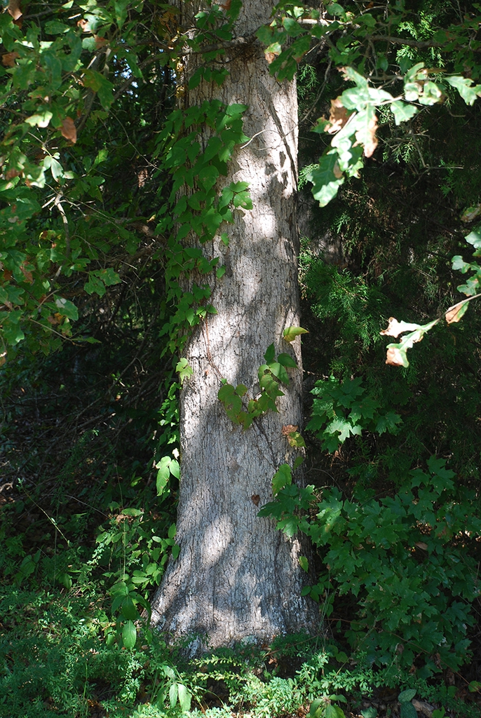 Trunk of tree (Pickens County, AL)-Mid Fall
