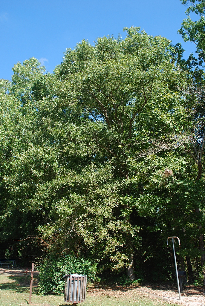 Form of tree (Pickens County, AL)-Mid Fall