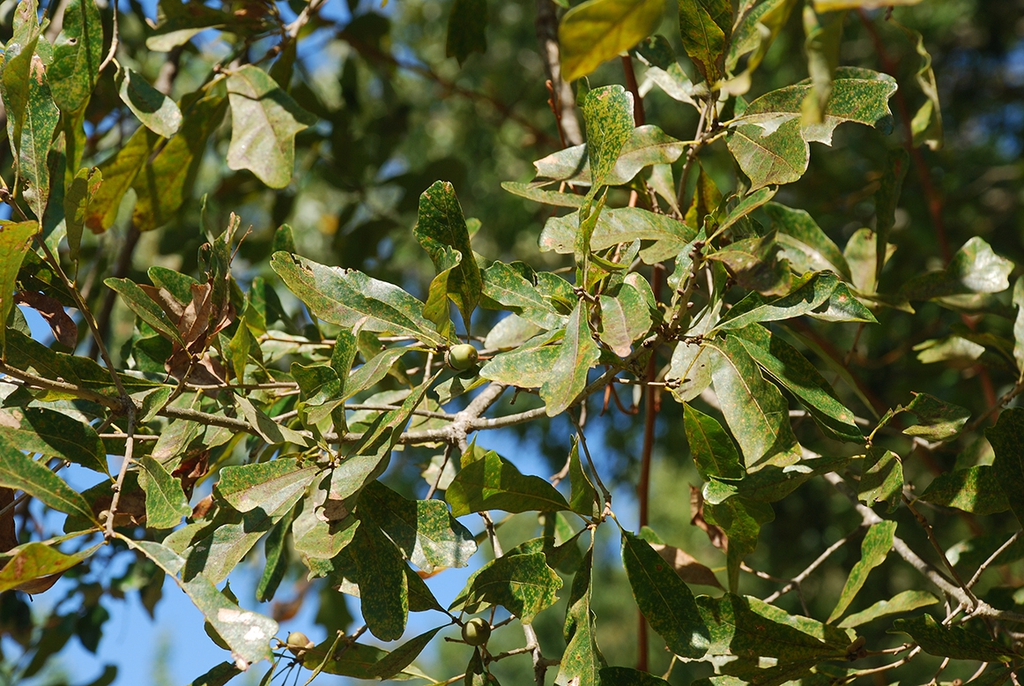 Branches with leaves (Pickens County, AL)-Mid Fall