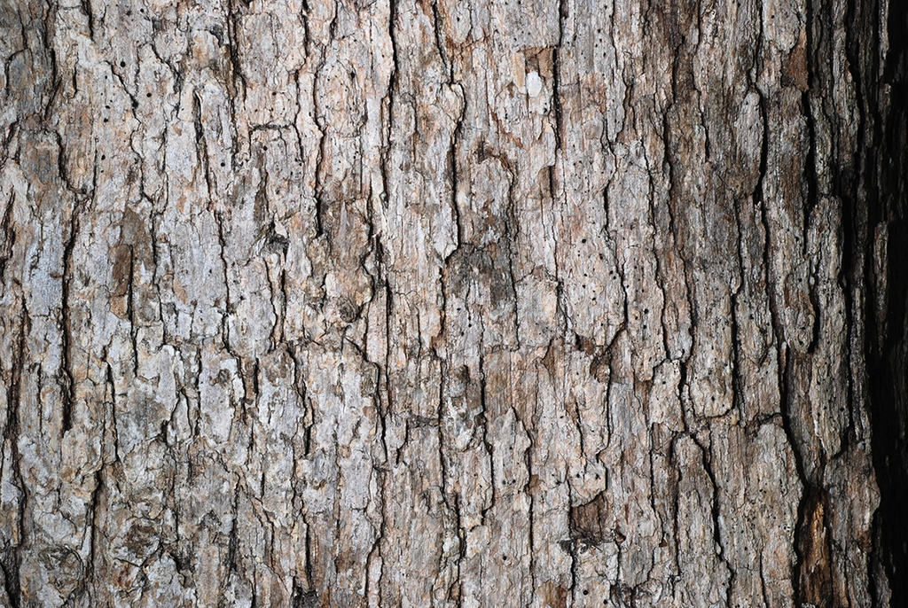 Close-up of bark (Pickens County, AL)-Mid Fall