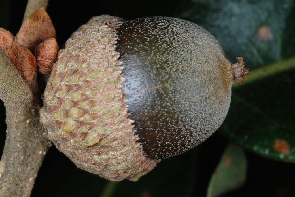 Side view of a brown acorn with a scap (Greensboro, NC)-Mid Fall