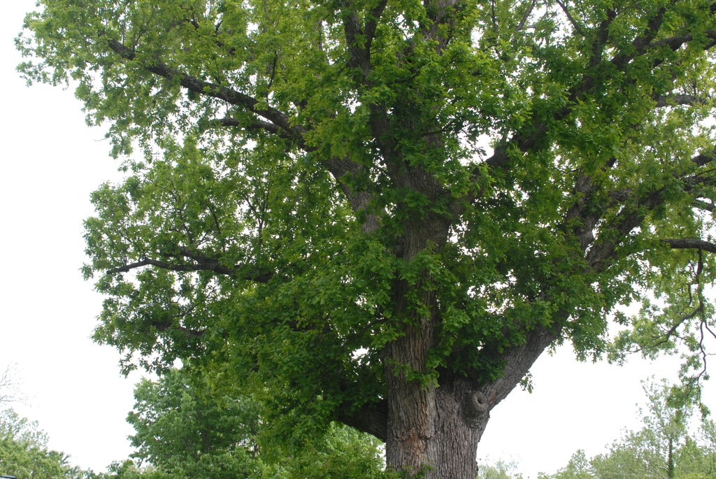 Large branches of the tree with leaves