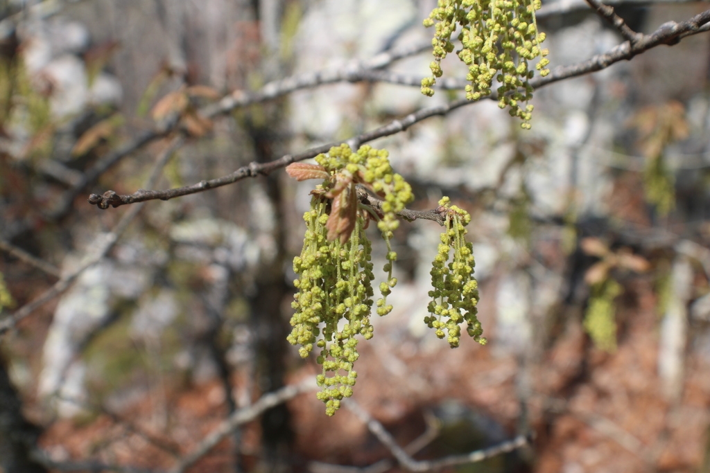 Hanging yellowish male catkins