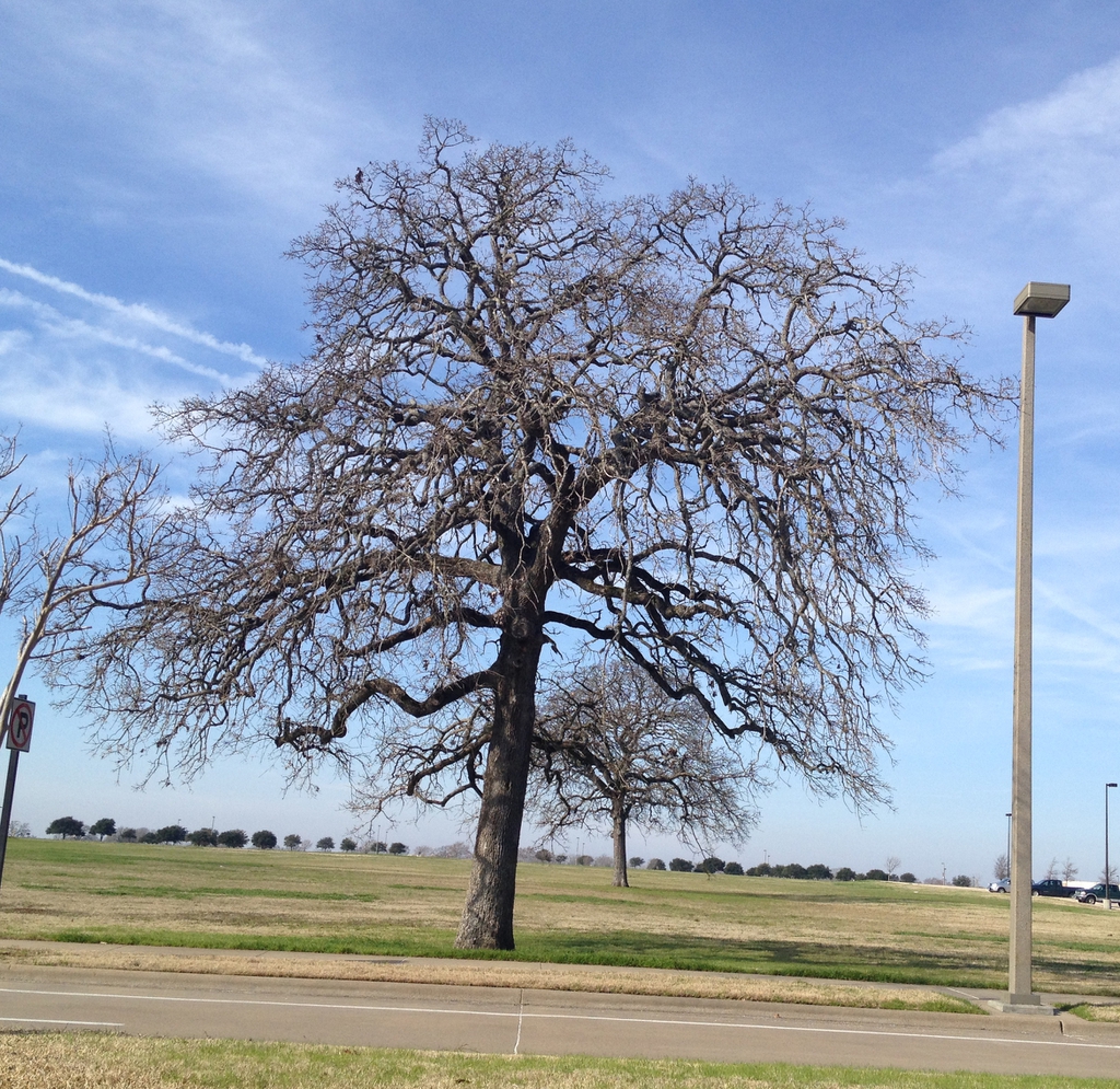 Tree in winter without leaves