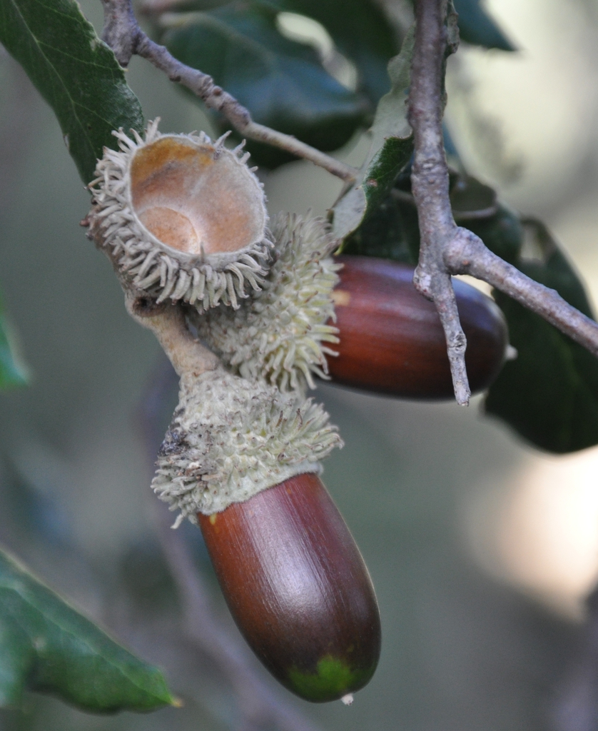 Fruit