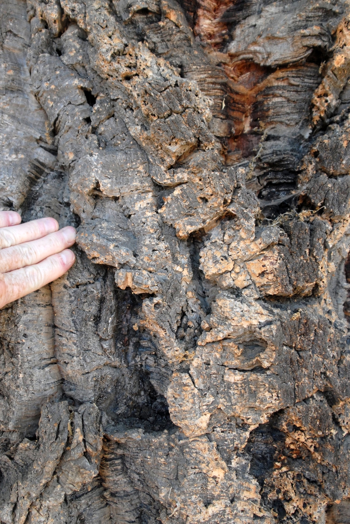 Quercus suber