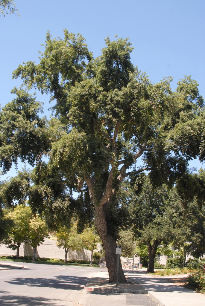 Quercus suber