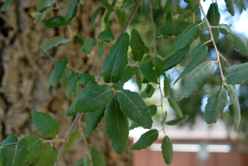 Quercus suber