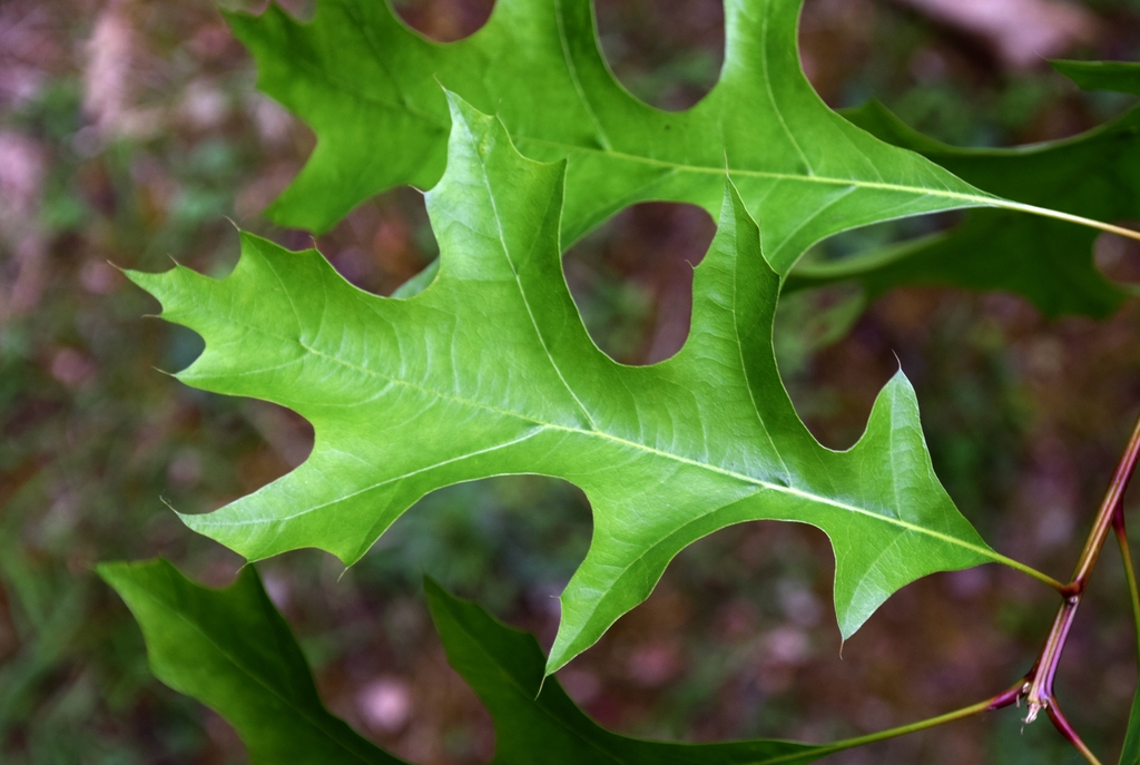 Leaf close up (Eastwoodhill_Arboretum, NZ)
