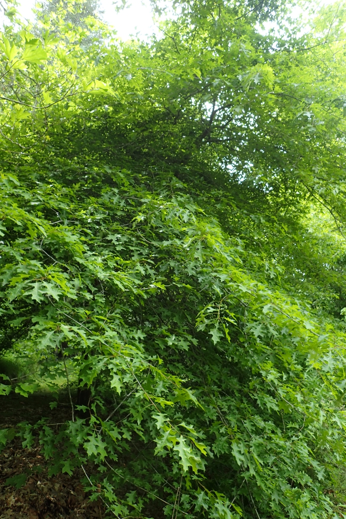 Form