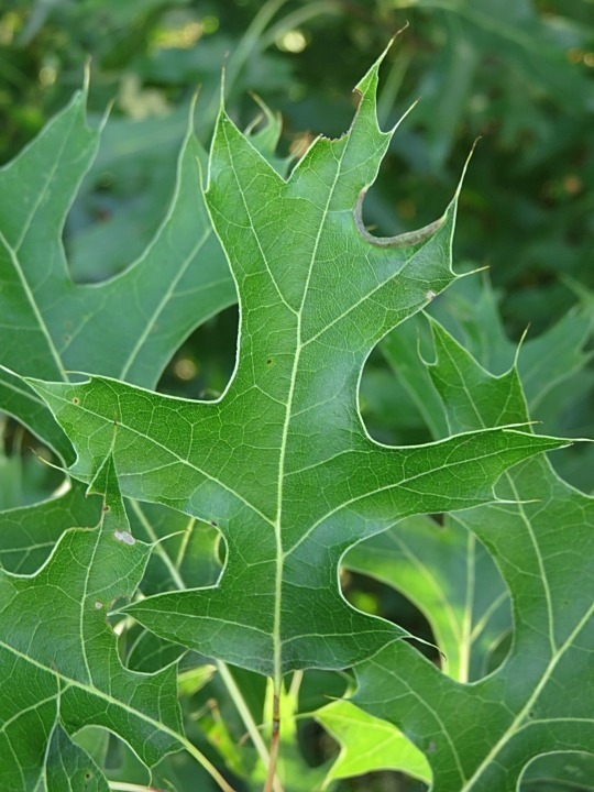 Leaf close up