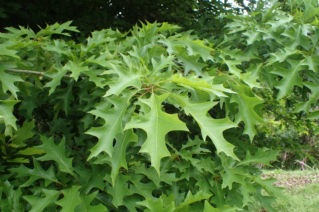 Leaves