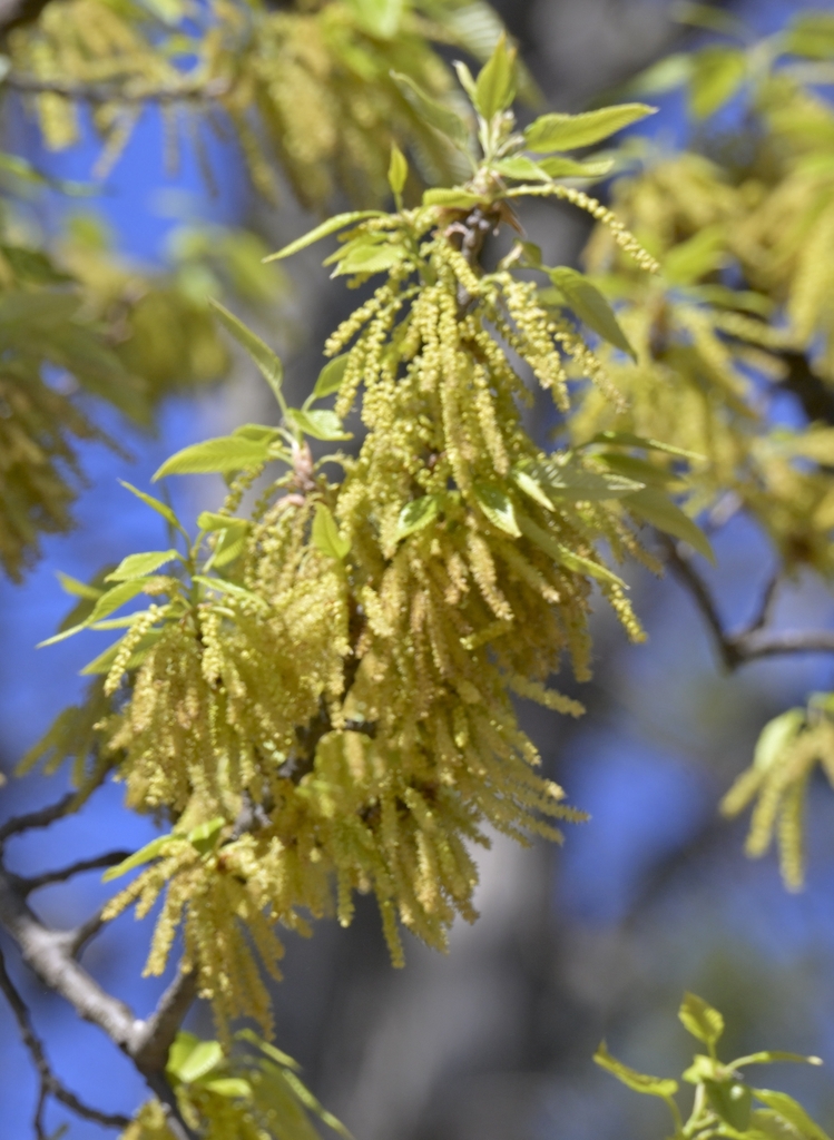 Dropping, slender strings known as catkins