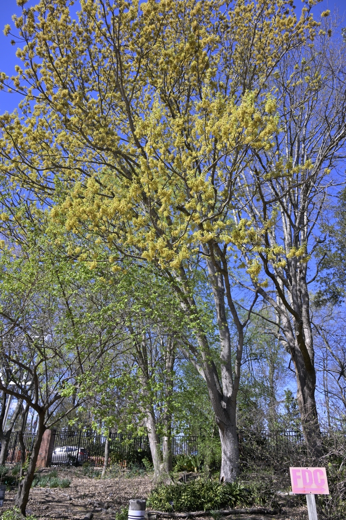 Spring Catkins showing on the  upright form