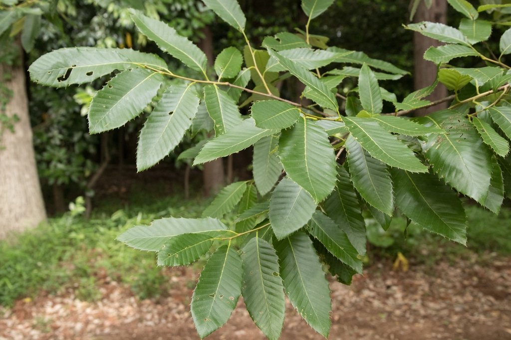 Branch with leaves
