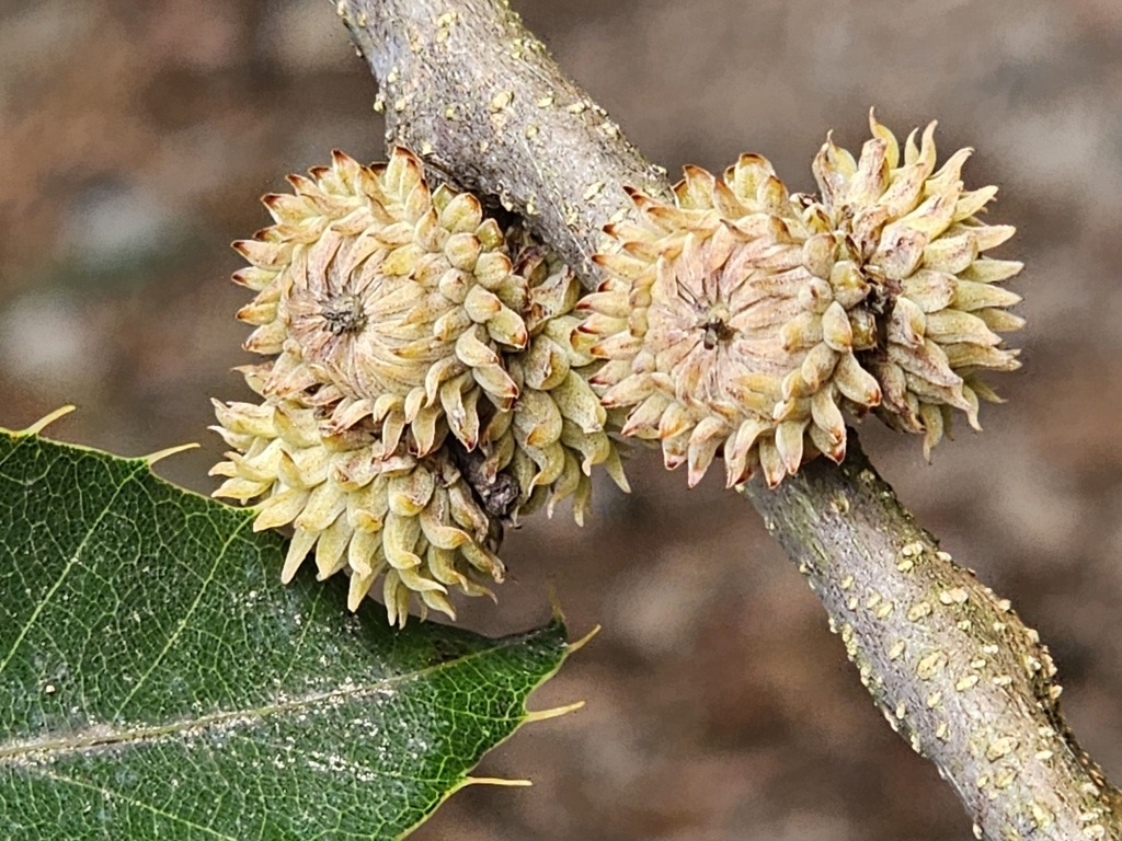 Acorns with soft mossy bristles covering 2/3 of acors.