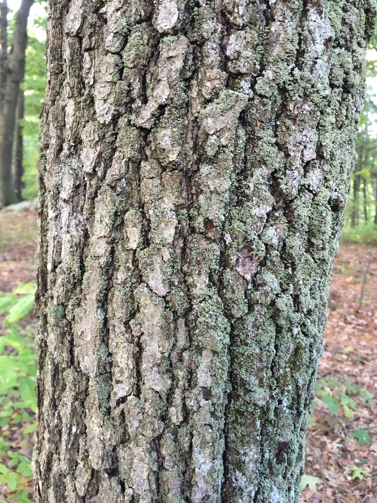 Bark