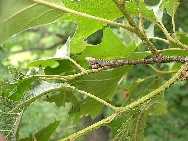 Quercus bicolor