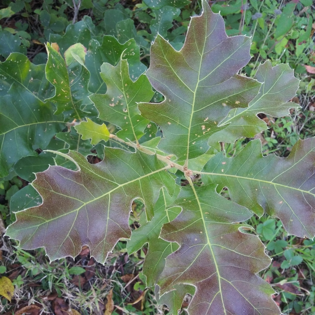 Leaves in Sept. in PA