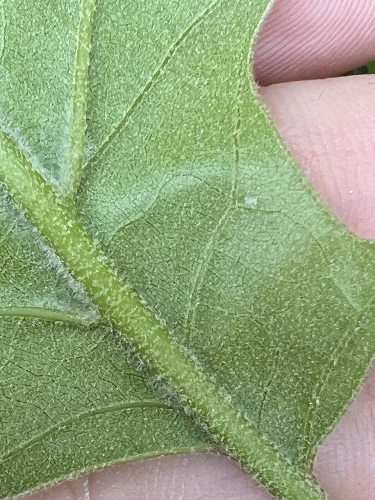 Underside of leaf with short white hairs in VA