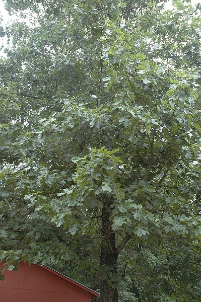 Quercus bicolor