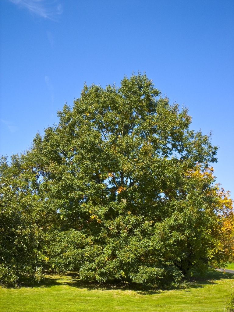 Form