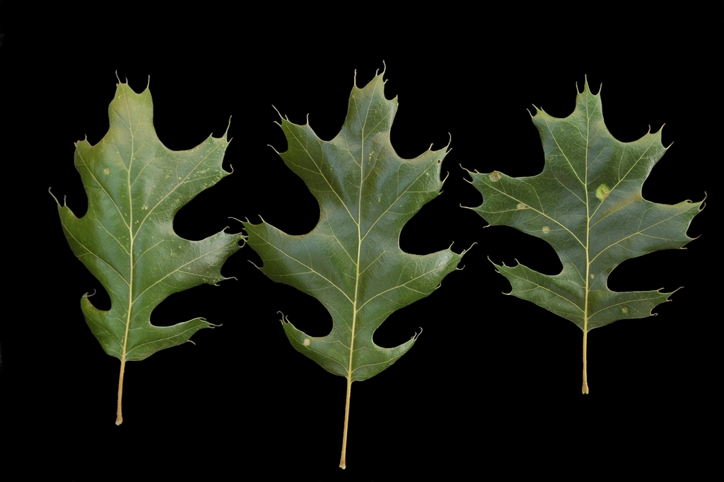 Leaves with bristle tipped lobes
