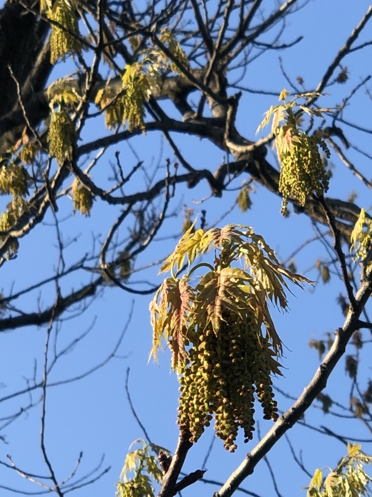 Male catkins