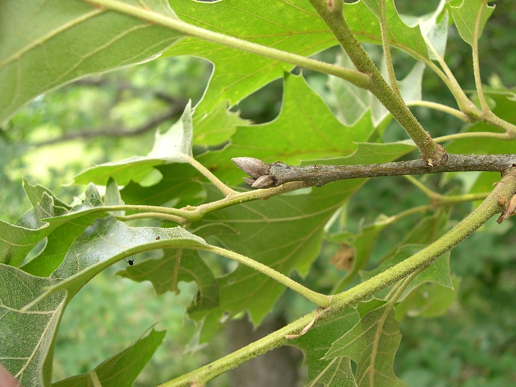 Stem and end buds