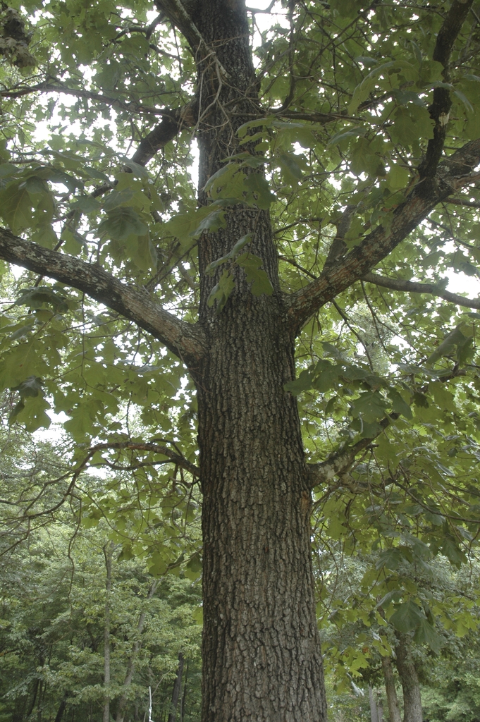 Trunk