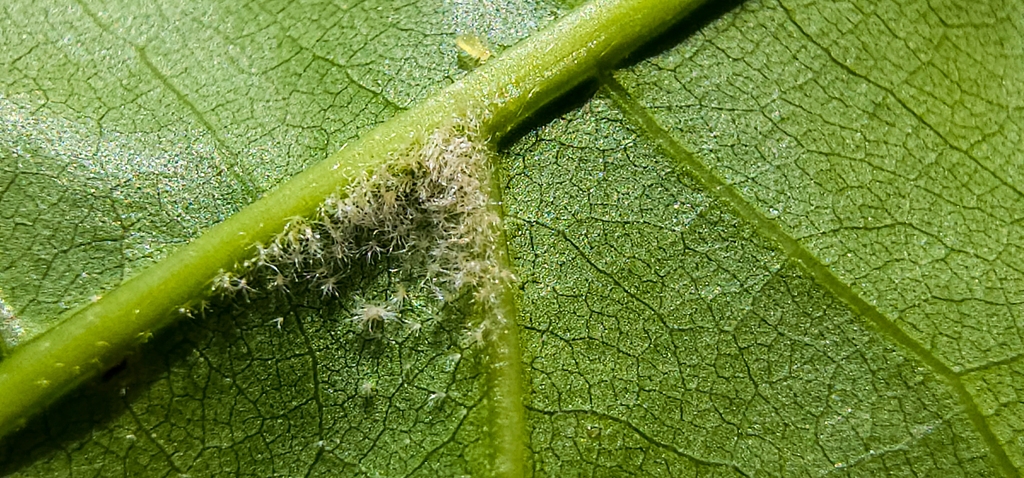 Tufts of hair at rib juncture- May in NC